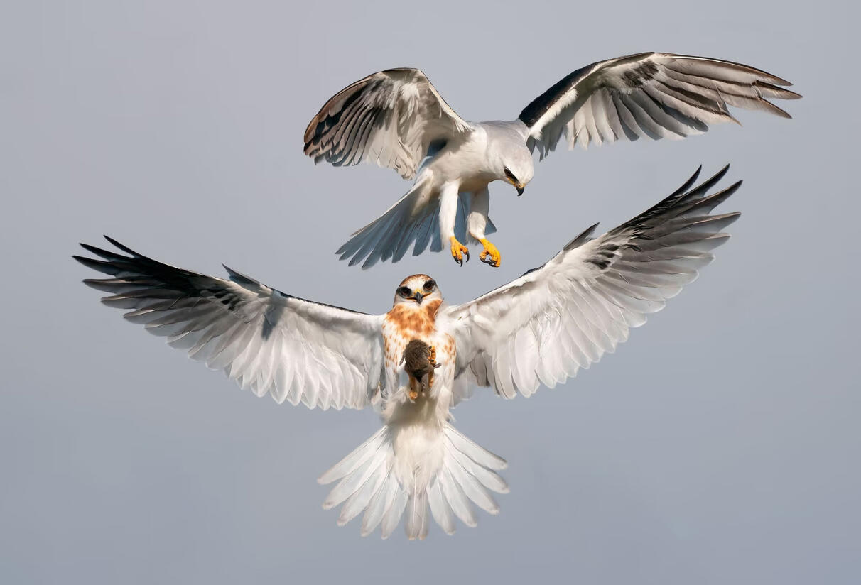 תעופו על זה: תמונות נדירות של ציפורים בטבע 